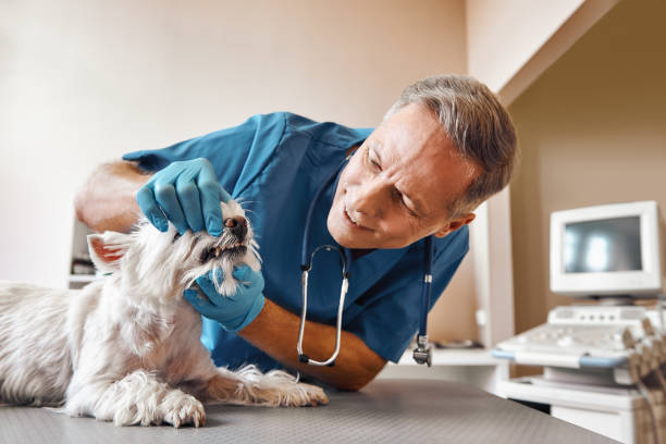 Best After-Hours Emergency Dentist in Rochester, WA